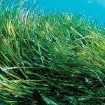 1282480459_02-posidonia