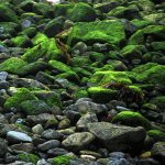 algae-can-help-with-sars-virus