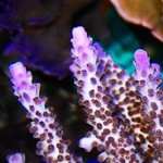 Acropora-sp.