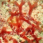 leptofauchea-coralligena (1)
