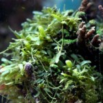 anemone-clown_1271180183-caulerpa-brachypus-acropora